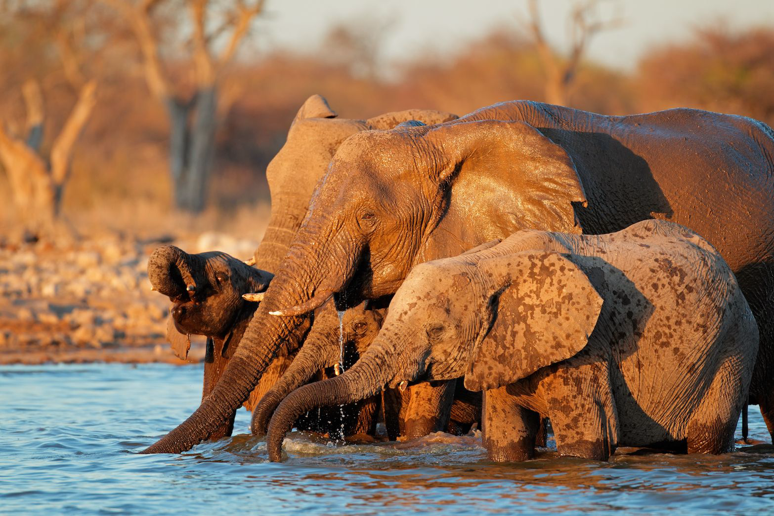 elephants enjoying being safe in the water